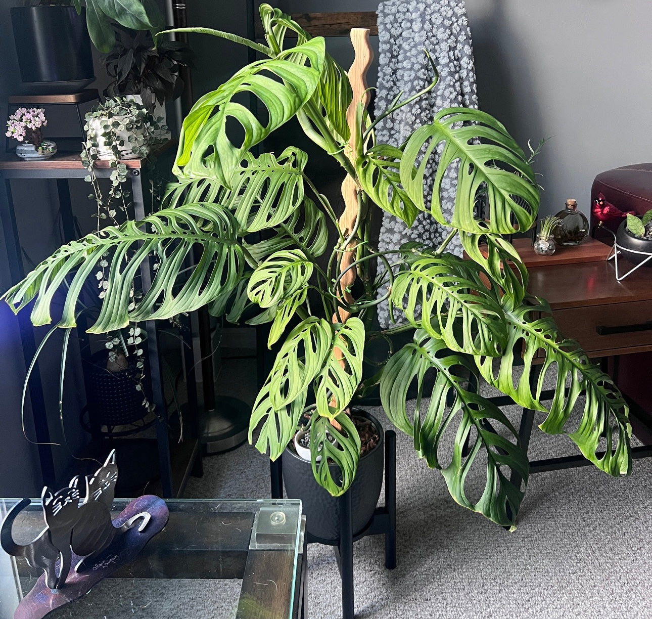 Plant Stick | Plant Stake For House Plants| Plant Accessories | Unique Plant Support | Plant Home Decor